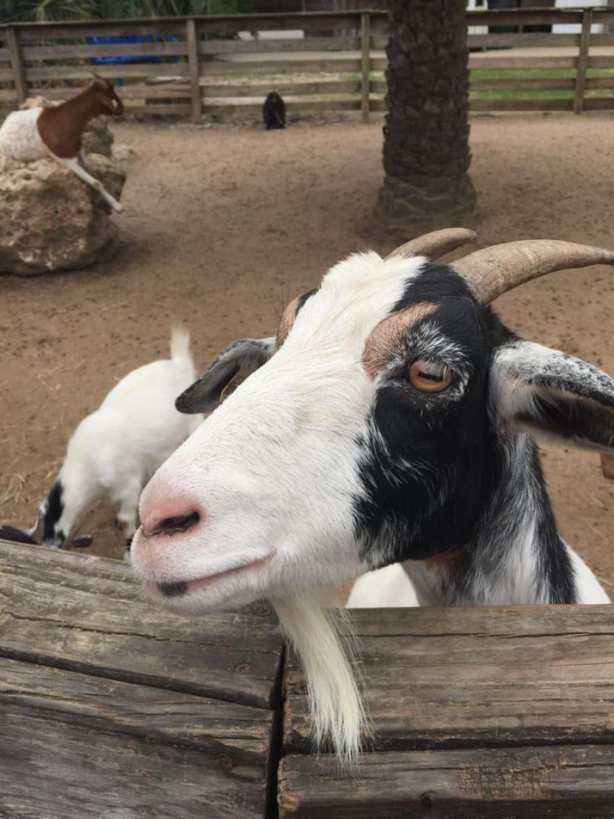 Goats in a pen