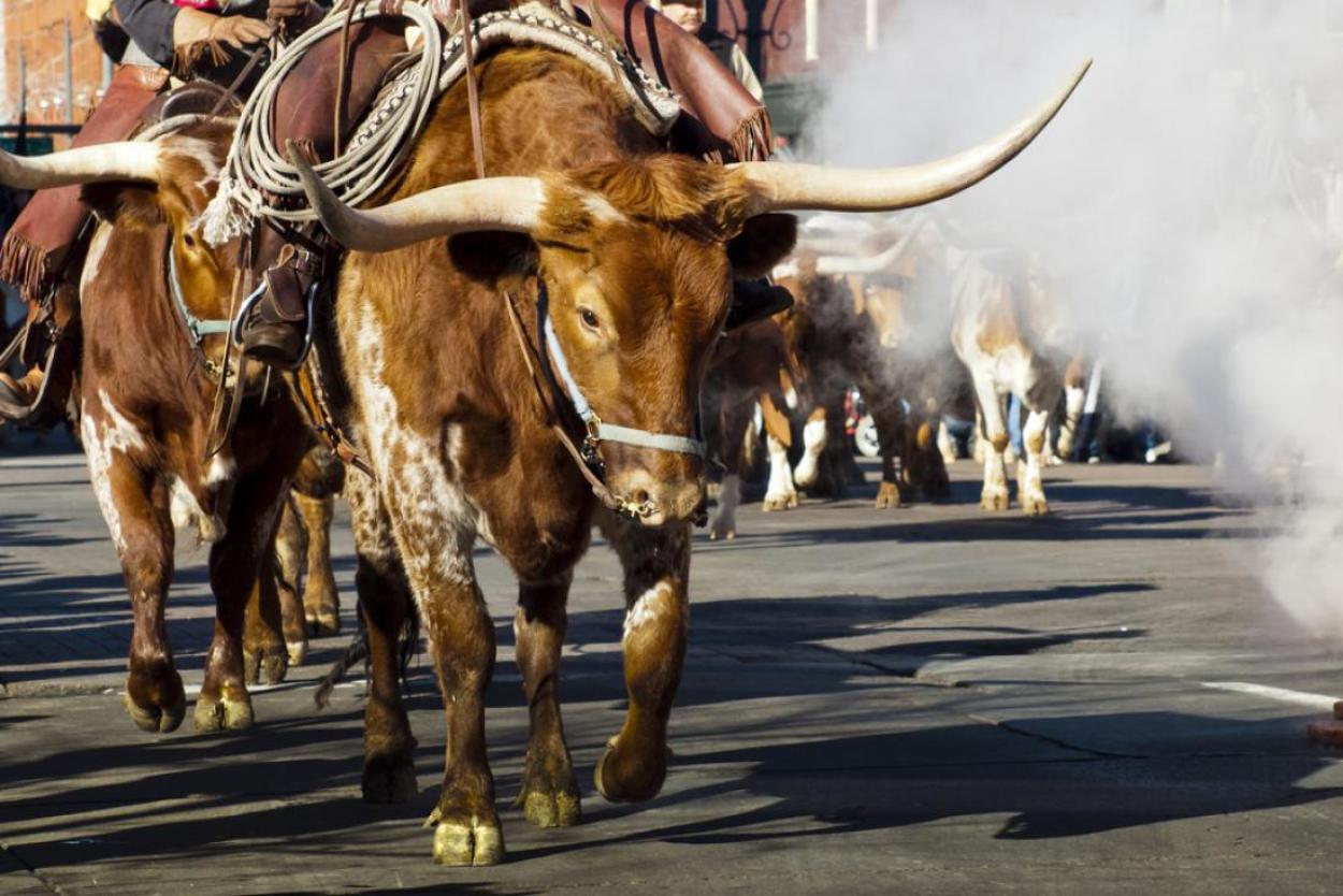 Parade of livestock at the Western Stock Show