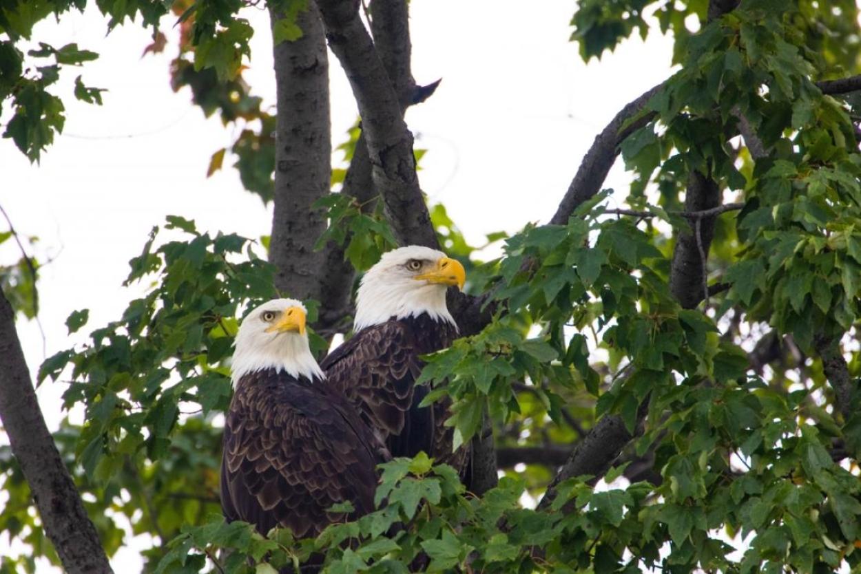 Closeup of bald eagles in Montezuma National Wildlife Refuge