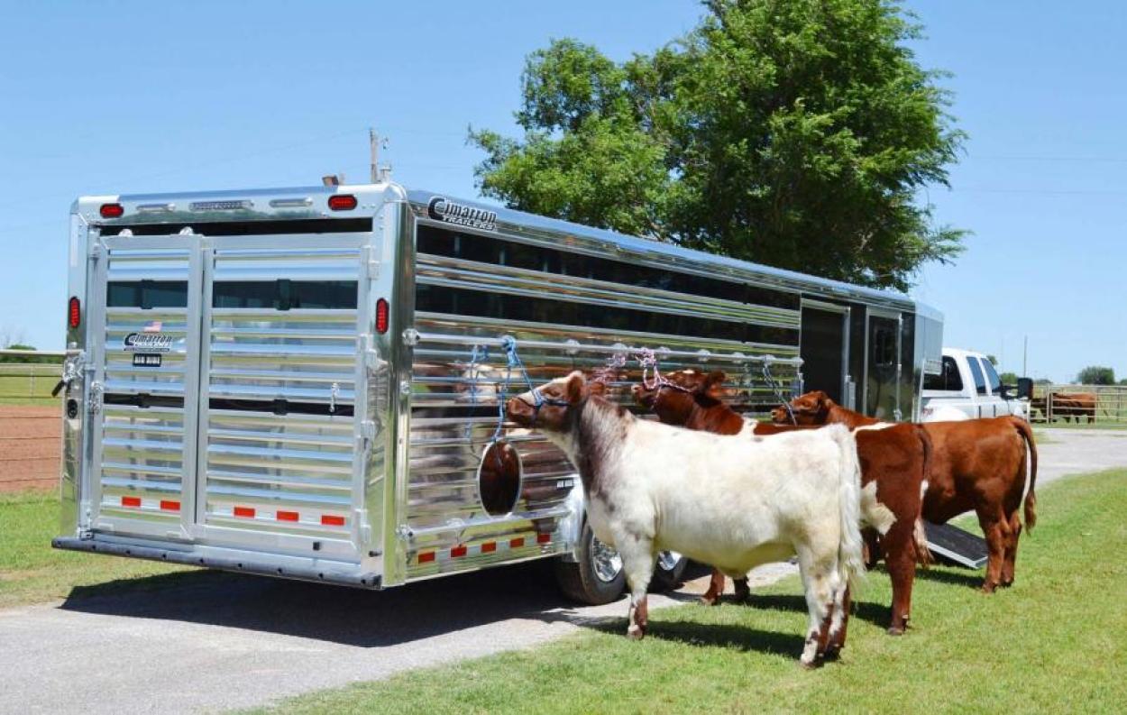 Happy cows tied out in front of a Cimarron Trailers livestock trailer parked in a grassy area