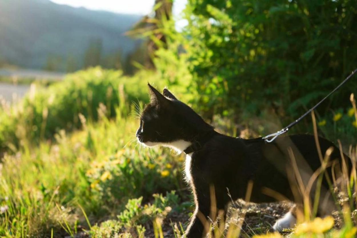 Black cat on a leash exploring the outdoors