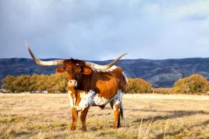 Longhorn in front of a mountain