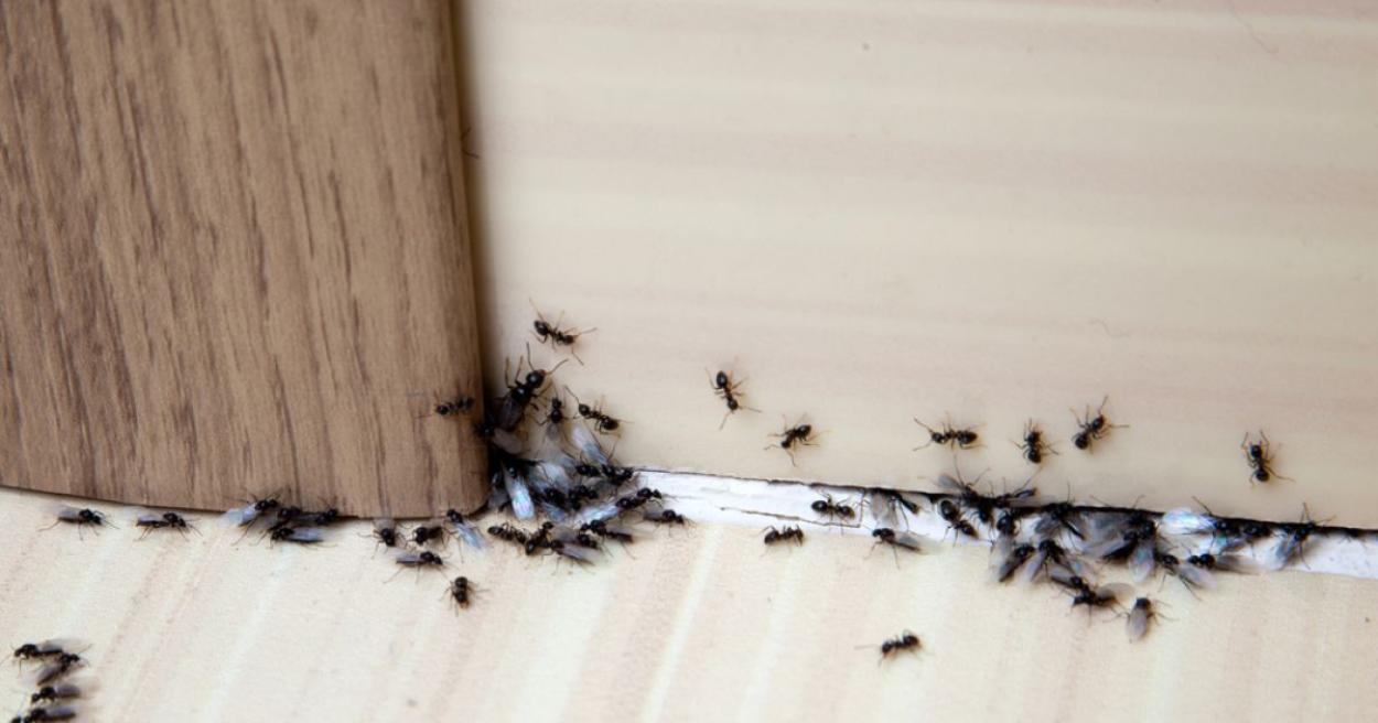 Ants swarming the baseboard of a structure