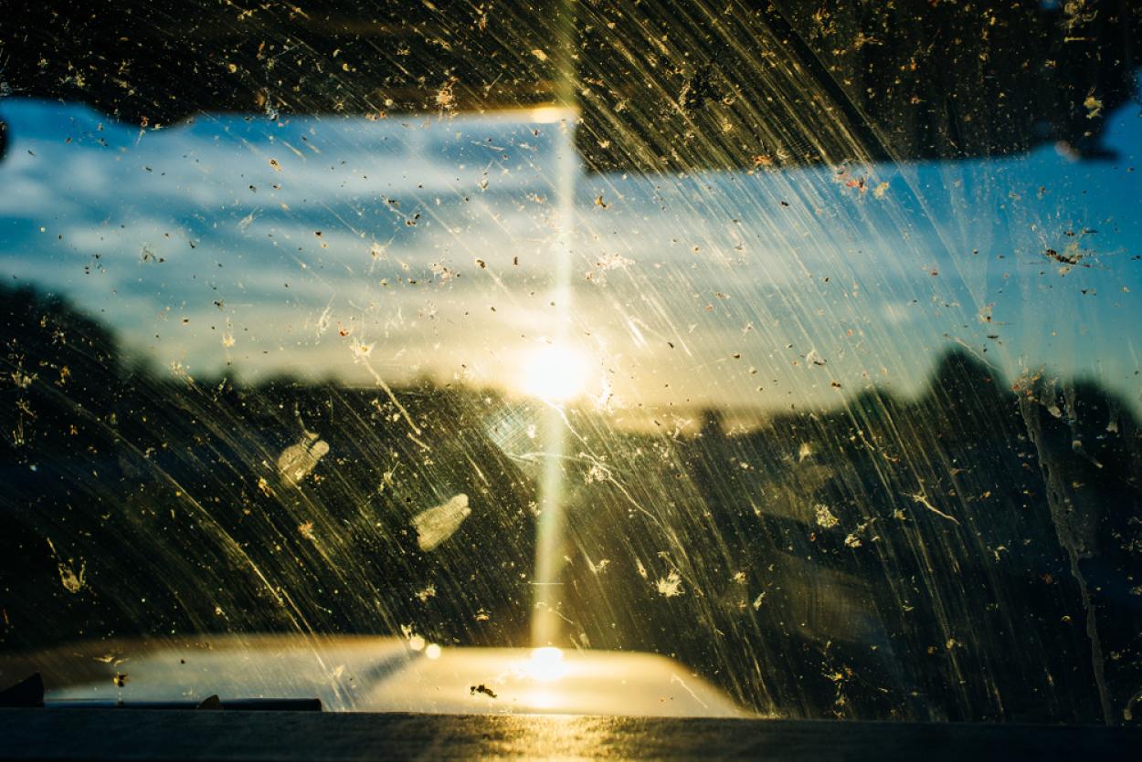 Dead insects on a windshield