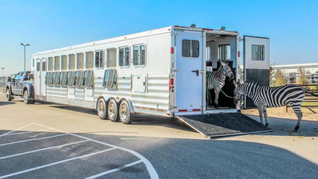 Mustang Maddy - Transwest Truck Trailer RV